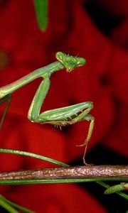 Preview wallpaper mantis, grass, flower, background, bright