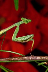 Preview wallpaper mantis, grass, flower, background, bright