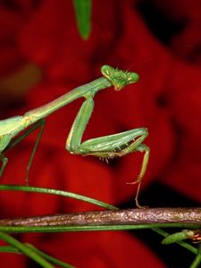 Preview wallpaper mantis, grass, flower, background, bright