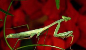 Preview wallpaper mantis, grass, flower, background, bright