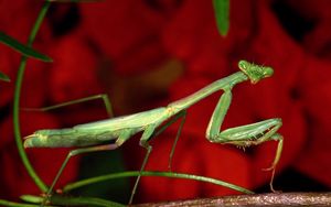 Preview wallpaper mantis, grass, flower, background, bright