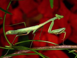 Preview wallpaper mantis, grass, flower, background, bright