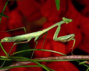 Preview wallpaper mantis, grass, flower, background, bright