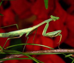 Preview wallpaper mantis, grass, flower, background, bright