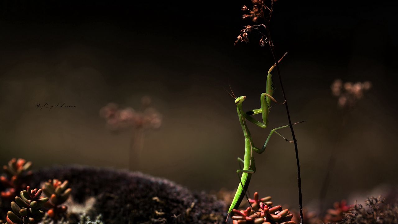 Wallpaper mantis, grass, herbs, dry