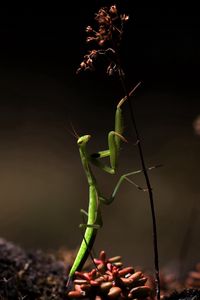 Preview wallpaper mantis, grass, herbs, dry