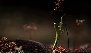 Preview wallpaper mantis, grass, herbs, dry