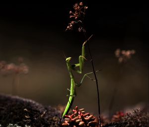 Preview wallpaper mantis, grass, herbs, dry