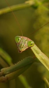 Preview wallpaper mantis, grass, insect