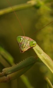 Preview wallpaper mantis, grass, insect