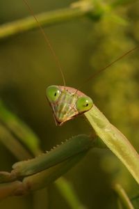 Preview wallpaper mantis, grass, insect