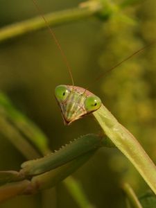 Preview wallpaper mantis, grass, insect