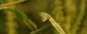 Preview wallpaper mantis, grass, insect