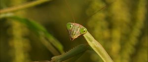 Preview wallpaper mantis, grass, insect