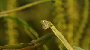 Preview wallpaper mantis, grass, insect