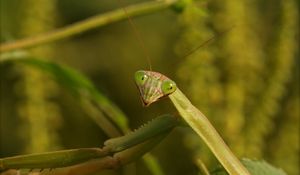 Preview wallpaper mantis, grass, insect