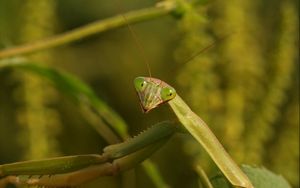 Preview wallpaper mantis, grass, insect