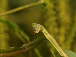 Preview wallpaper mantis, grass, insect