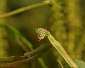 Preview wallpaper mantis, grass, insect