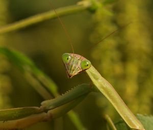 Preview wallpaper mantis, grass, insect