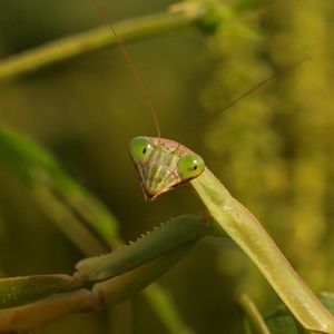 Preview wallpaper mantis, grass, insect