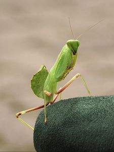 Preview wallpaper mantis, insect, close-up