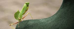 Preview wallpaper mantis, insect, close-up