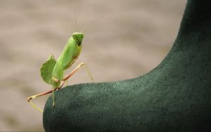 Preview wallpaper mantis, insect, close-up