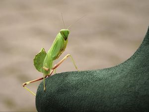 Preview wallpaper mantis, insect, close-up