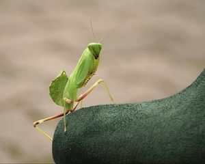 Preview wallpaper mantis, insect, close-up