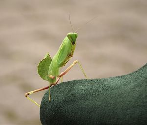 Preview wallpaper mantis, insect, close-up