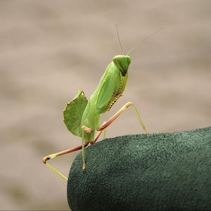 Preview wallpaper mantis, insect, close-up