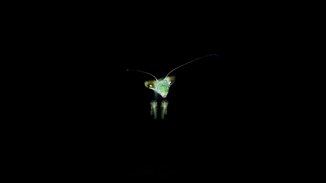 Wallpaper mantis, insect, dark background, eyes