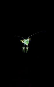 Preview wallpaper mantis, insect, dark background, eyes