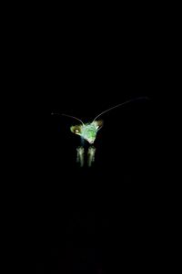 Preview wallpaper mantis, insect, dark background, eyes