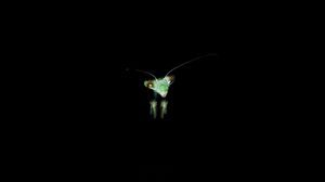 Praying Mantis, green, calugarita, macro, yellow, flower, insect, HD  wallpaper | Peakpx