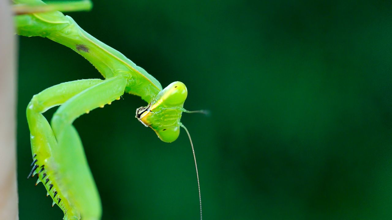 Wallpaper mantis, insect, macro, green, blur