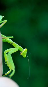 Preview wallpaper mantis, insect, macro, green, blur