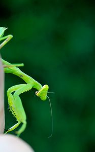 Preview wallpaper mantis, insect, macro, green, blur