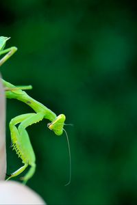 Preview wallpaper mantis, insect, macro, green, blur