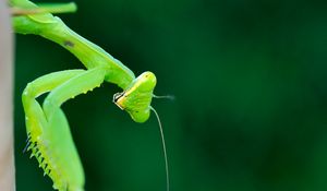 Preview wallpaper mantis, insect, macro, green, blur