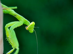 Preview wallpaper mantis, insect, macro, green, blur