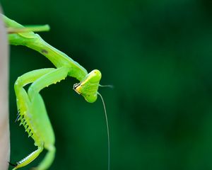 Preview wallpaper mantis, insect, macro, green, blur