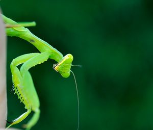 Preview wallpaper mantis, insect, macro, green, blur