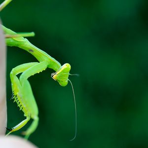 Preview wallpaper mantis, insect, macro, green, blur