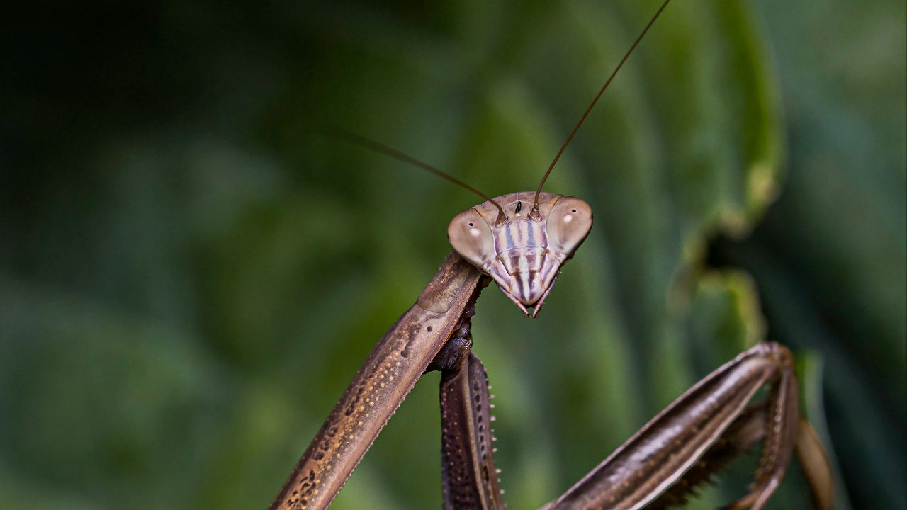 Wallpaper mantis, insect, macro, focus