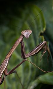 Preview wallpaper mantis, insect, macro, focus