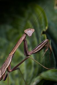 Preview wallpaper mantis, insect, macro, focus