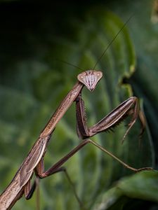 Preview wallpaper mantis, insect, macro, focus