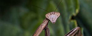 Preview wallpaper mantis, insect, macro, focus